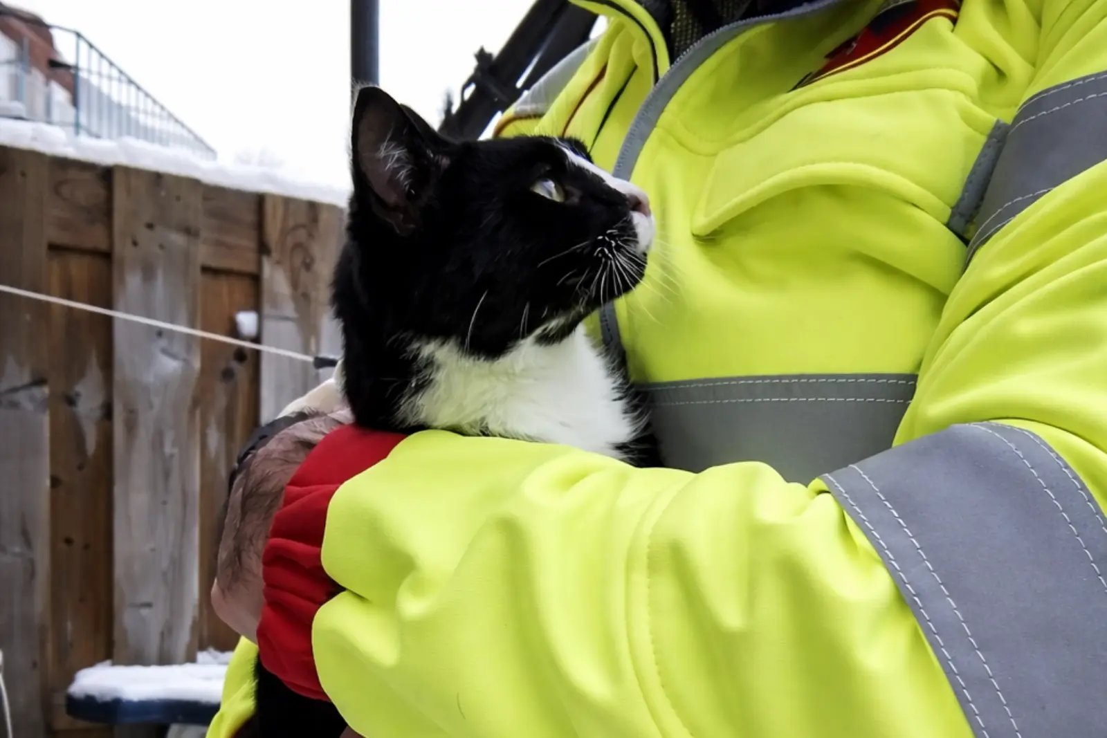 Kat gevonden in Delft