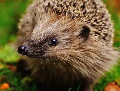 Egel gevonden in Delft
