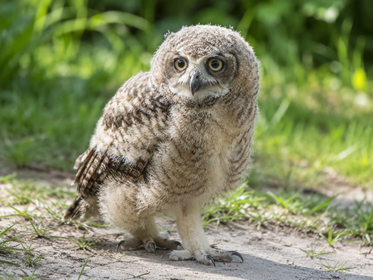 Jonge uil gevonden in Delft