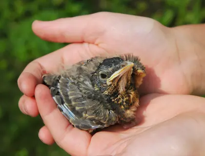 Jonge vogel gevonden in Delft
